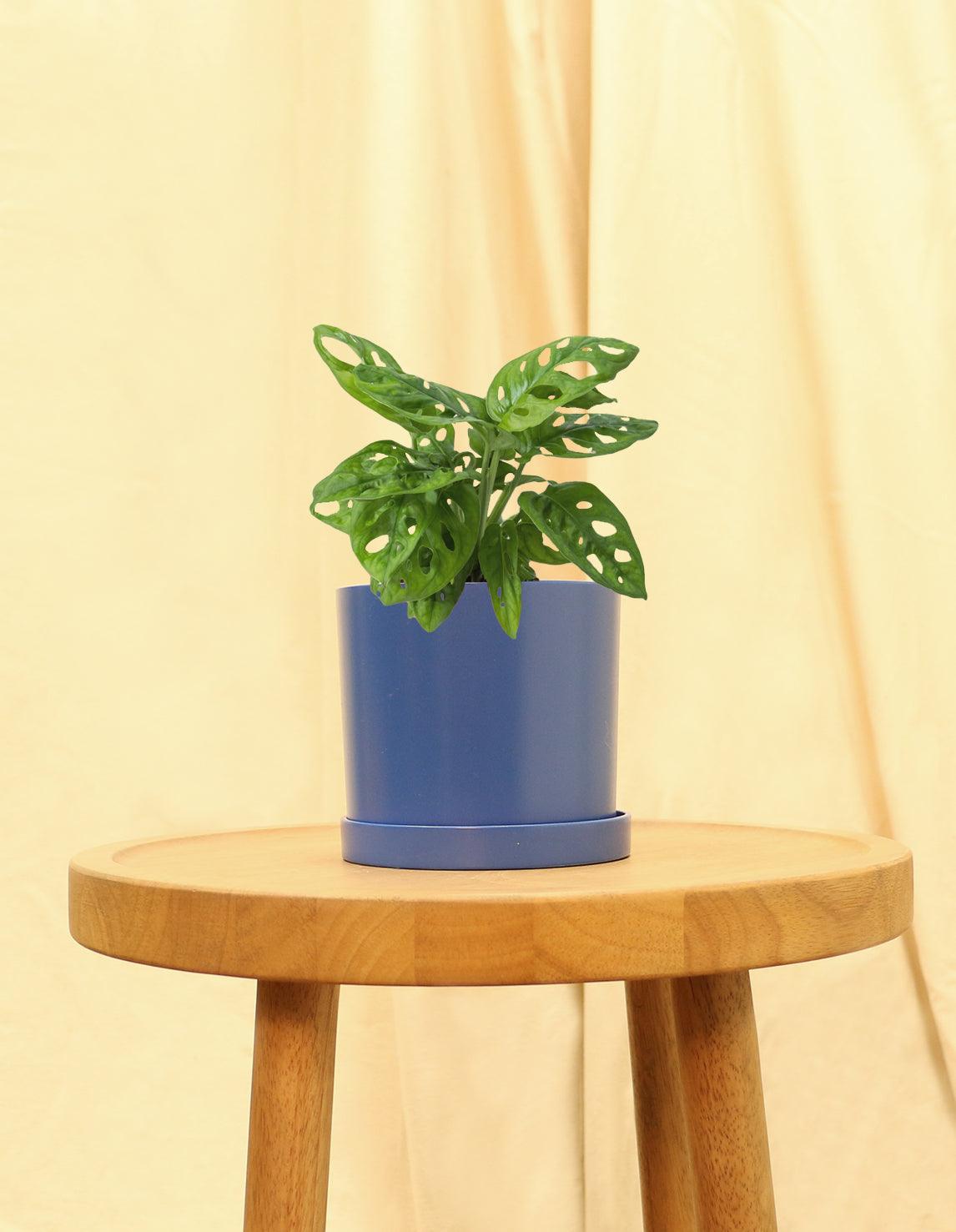Small Swiss Cheese Plant in blue pot.