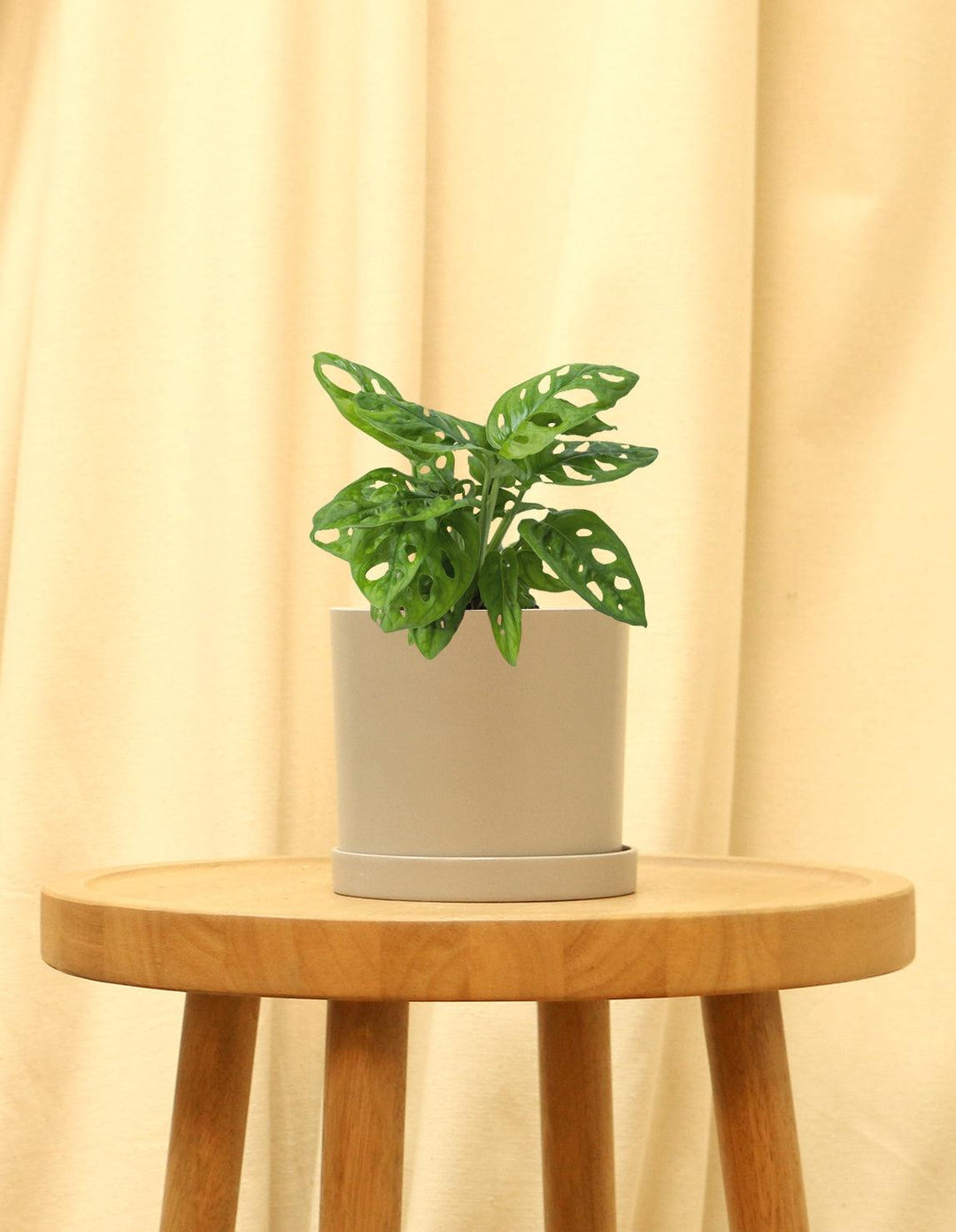 Swiss Cheese Vine Plant - Monstera Adansonii  Plantquility Houseplants