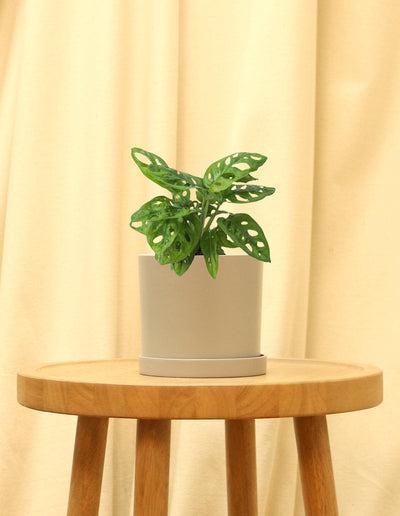 Small Swiss Cheese Plant in grey pot.