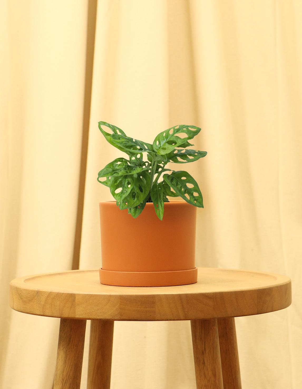Small Swiss Cheese Plant in orange pot.