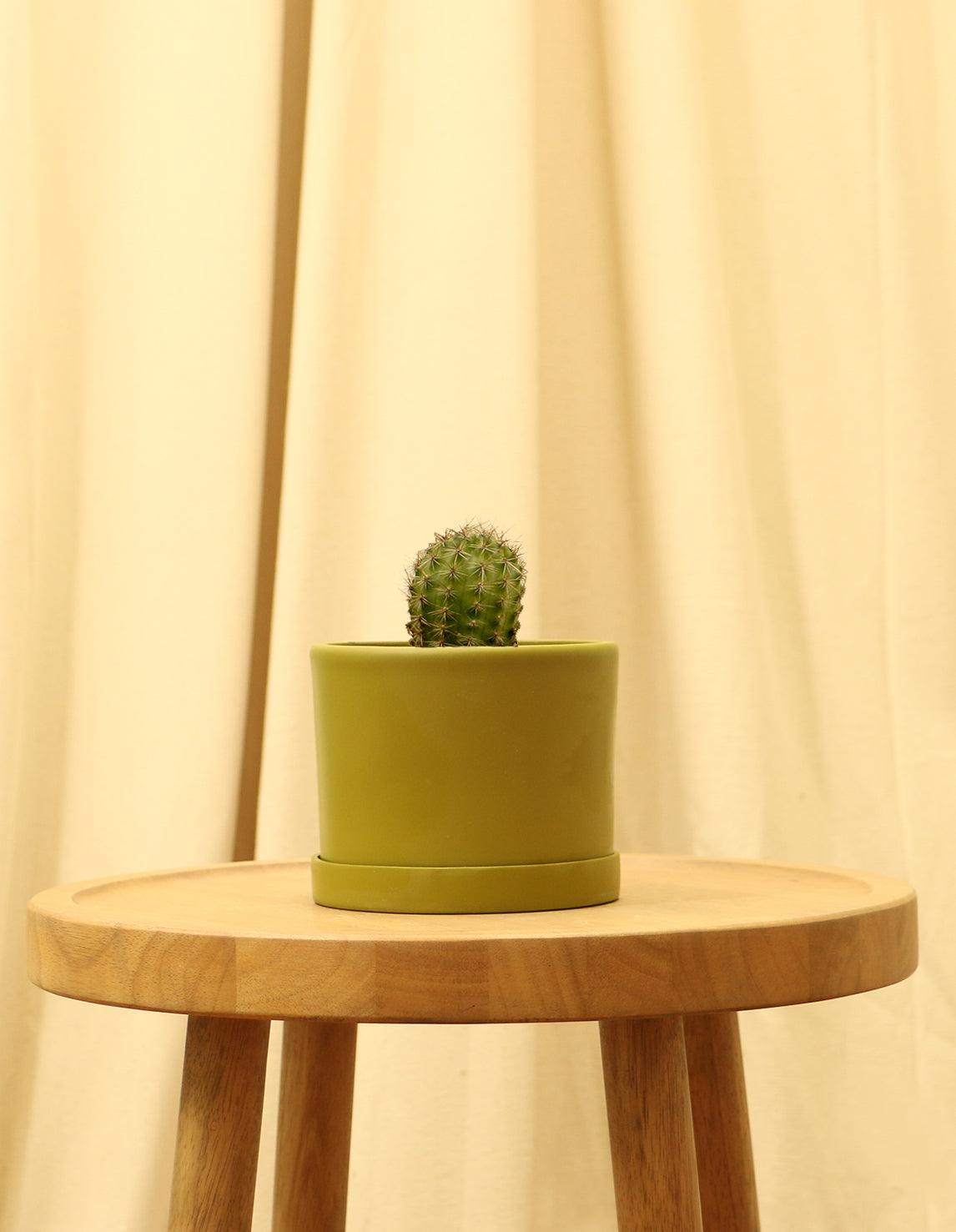 Small Torch Cactus in green pot.