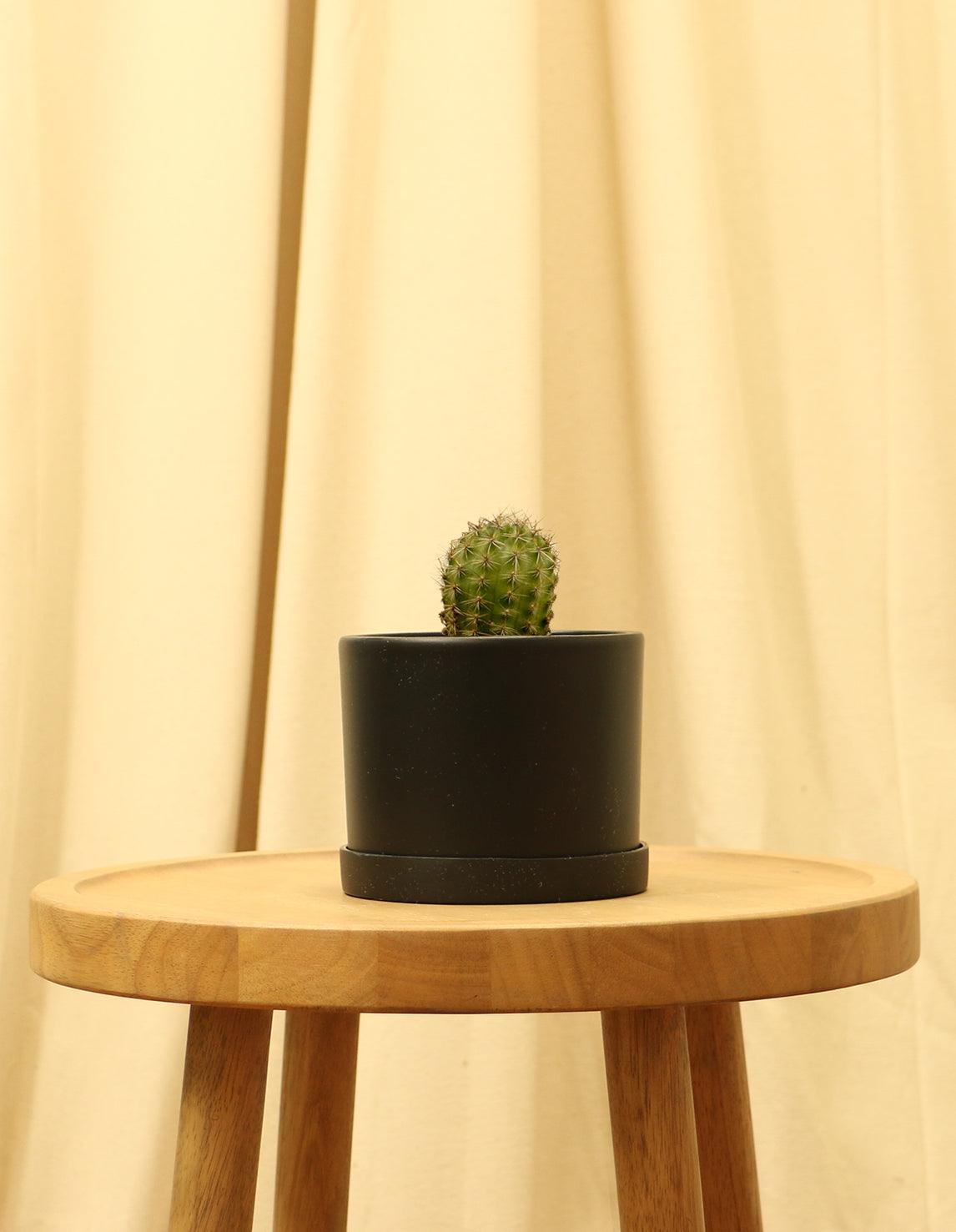 Small Torch Cactus in black pot.