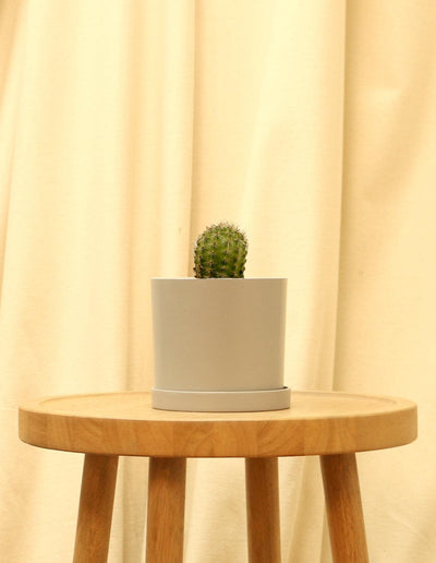Small Torch Cactus in grey pot.