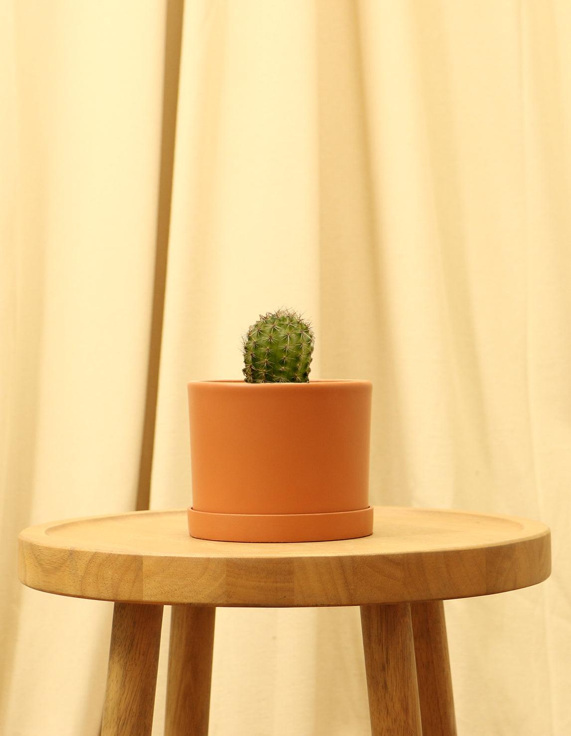 Small Torch Cactus in orange pot.