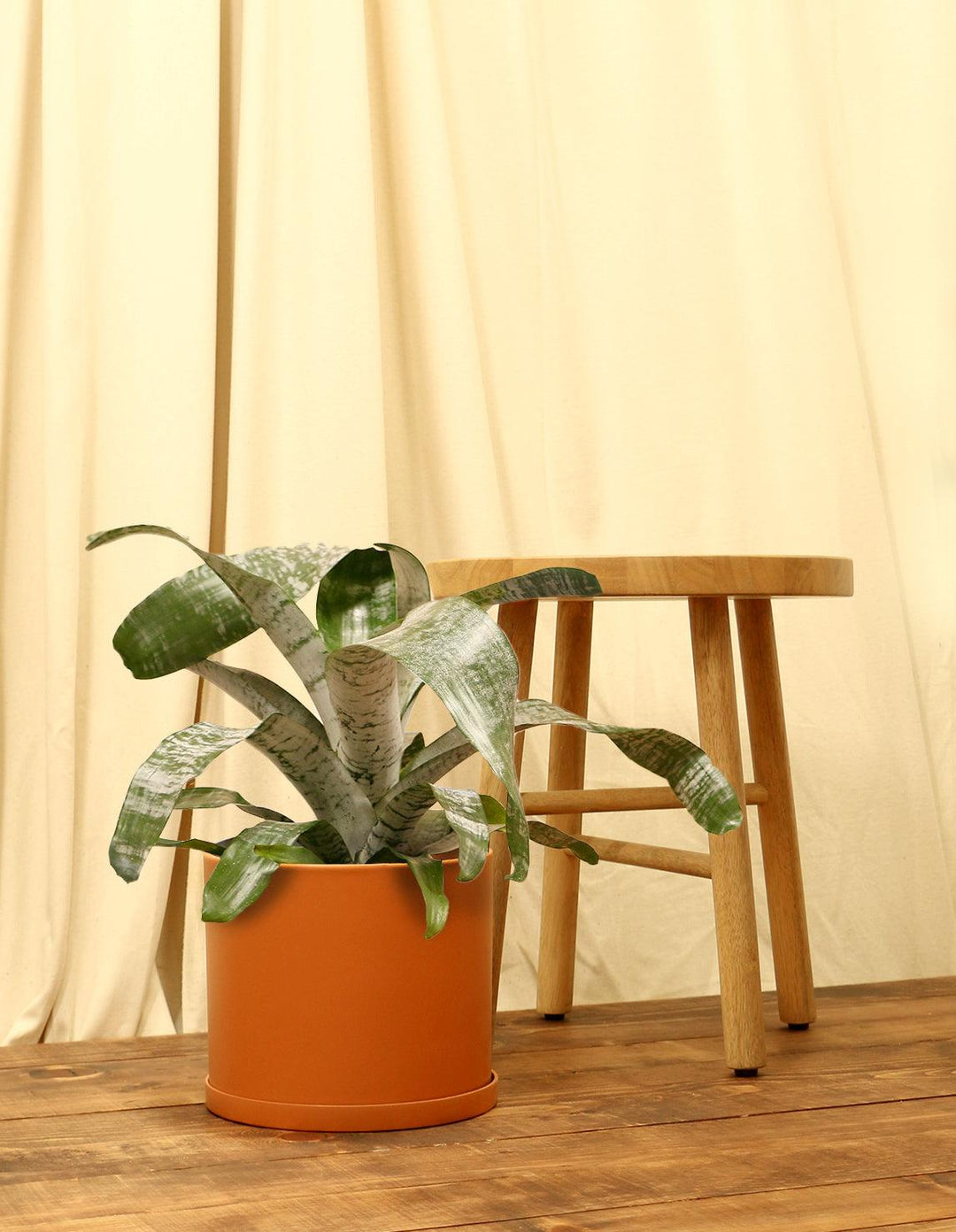 indoor urn plant Indoor Urn Plant