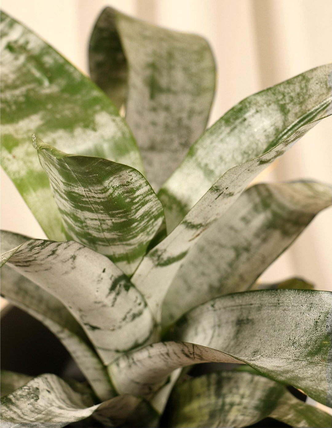 indoor urn plant Indoor Urn Plant