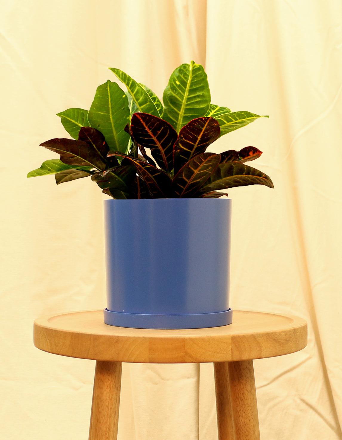 Medium Variegated Croton Plant in blue pot.