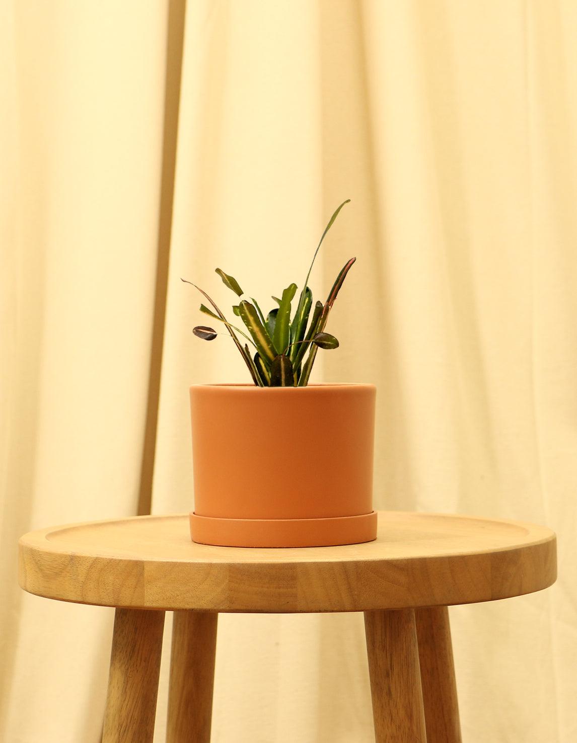 Small Variegated Croton Plant in orange pot.
