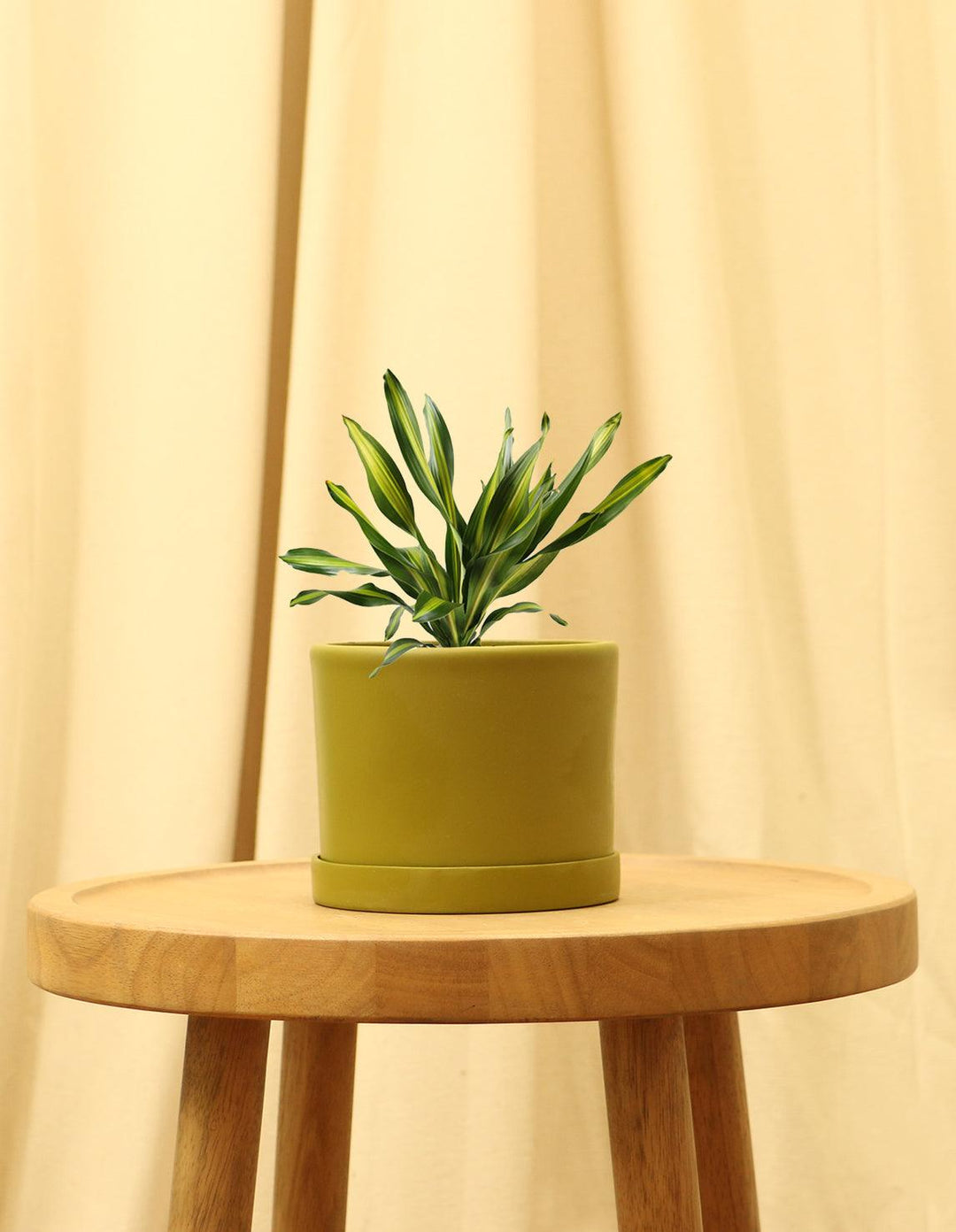dracaena fragrans variegated Indoor Corn Plant