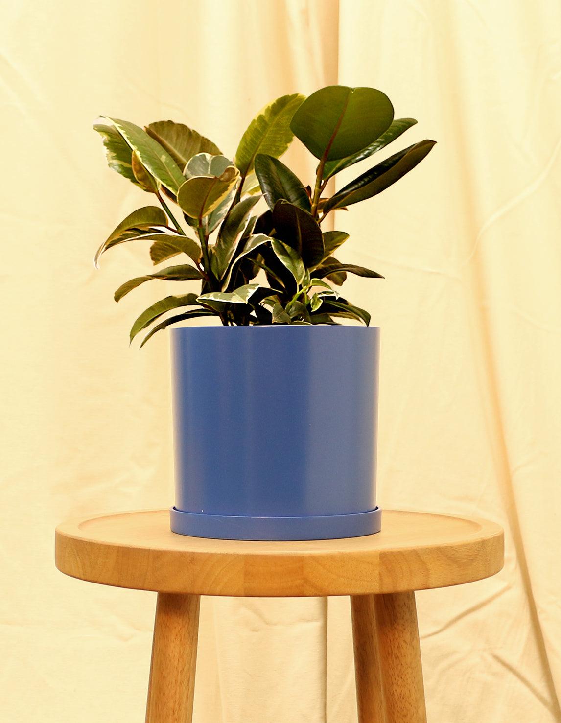 Medium Variegated Rubber Fig Plant in blue pot.