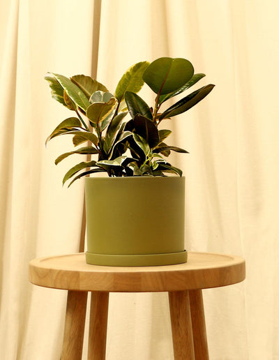 Medium Variegated Rubber Fig Plant in green pot.