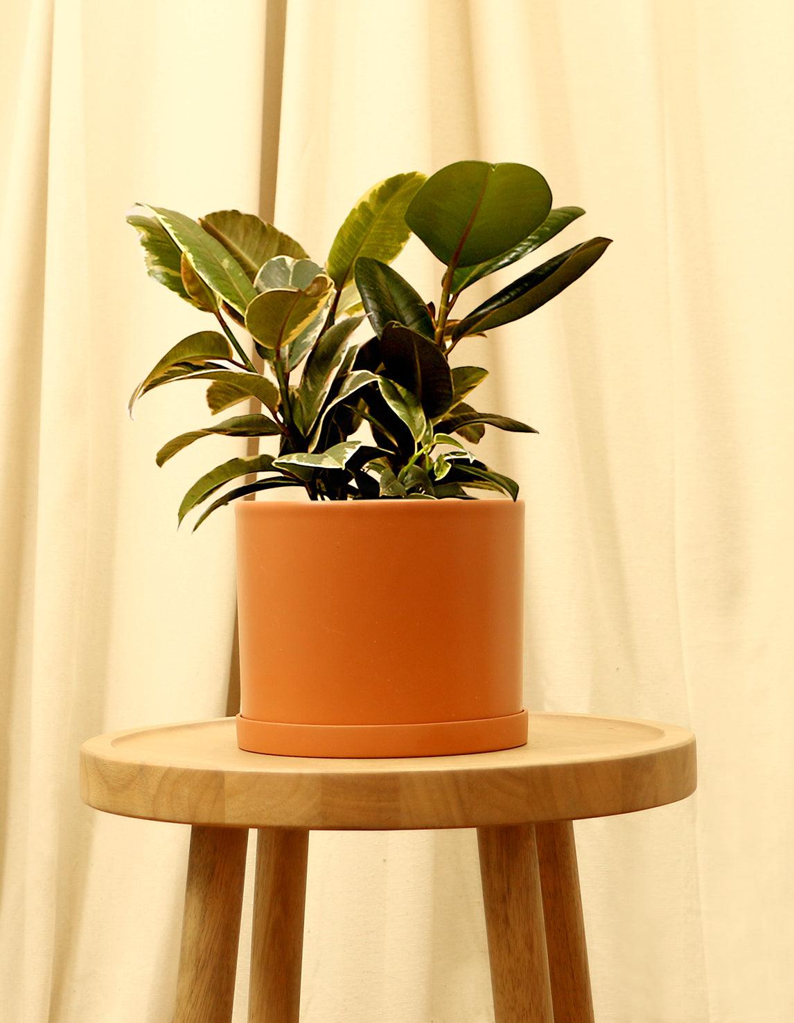 Medium Variegated Rubber Fig Plant in orange pot.