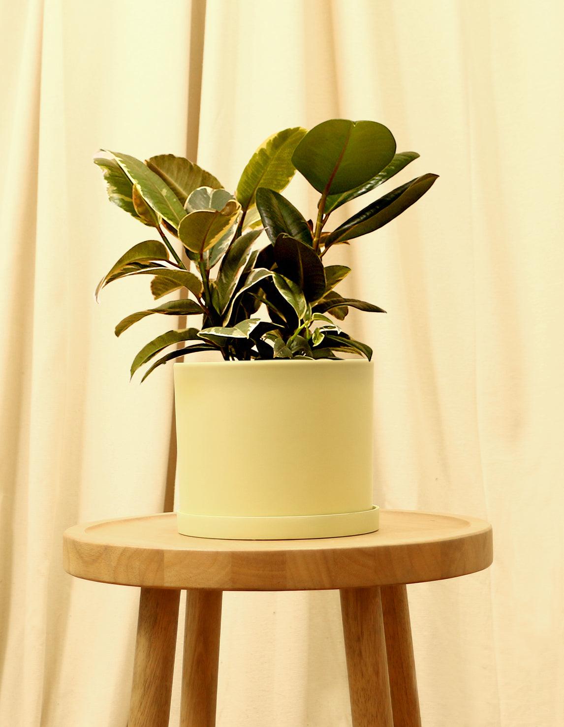 Medium Variegated Rubber Fig Plant in yellow pot.