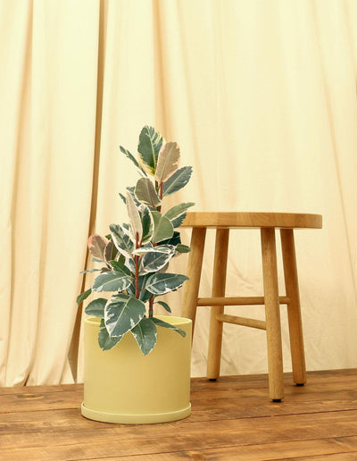 Large Variegated Rubber Fig Plant in yellow pot.