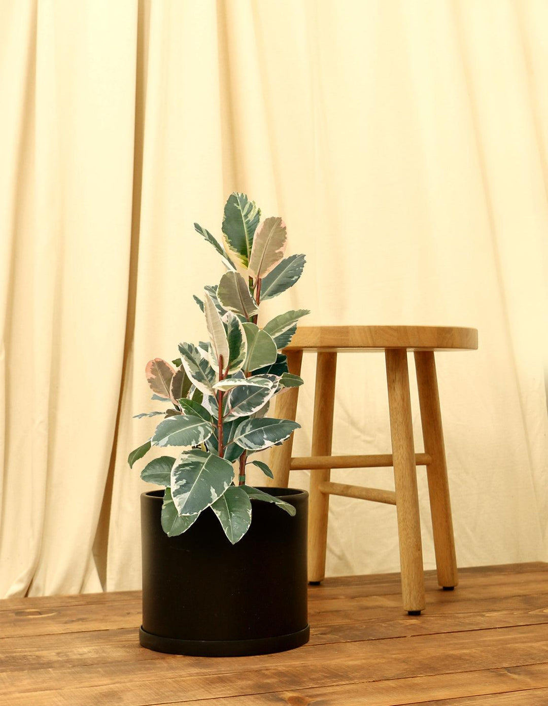 Variegated Rubber Fig Plant