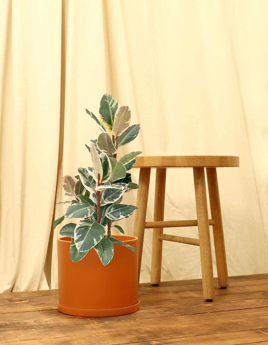 rubber tree terracotta Variegated Rubber Fig Plant