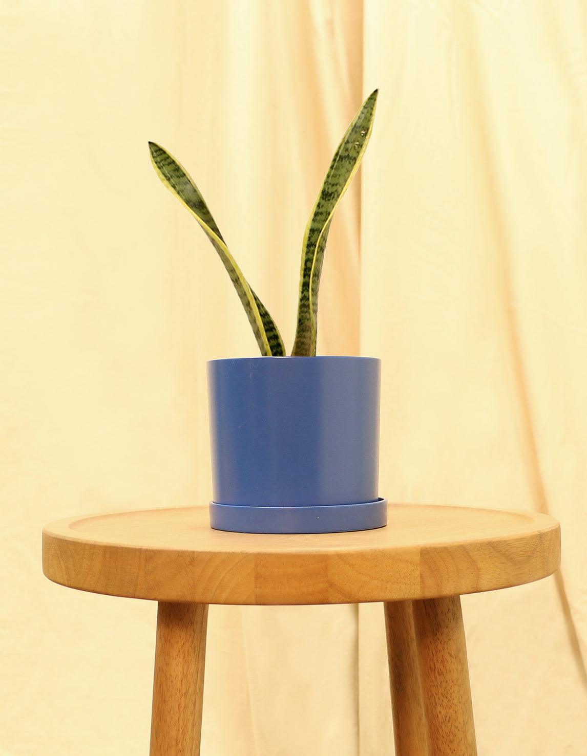 Small Variegated Snake Plant in blue pot.