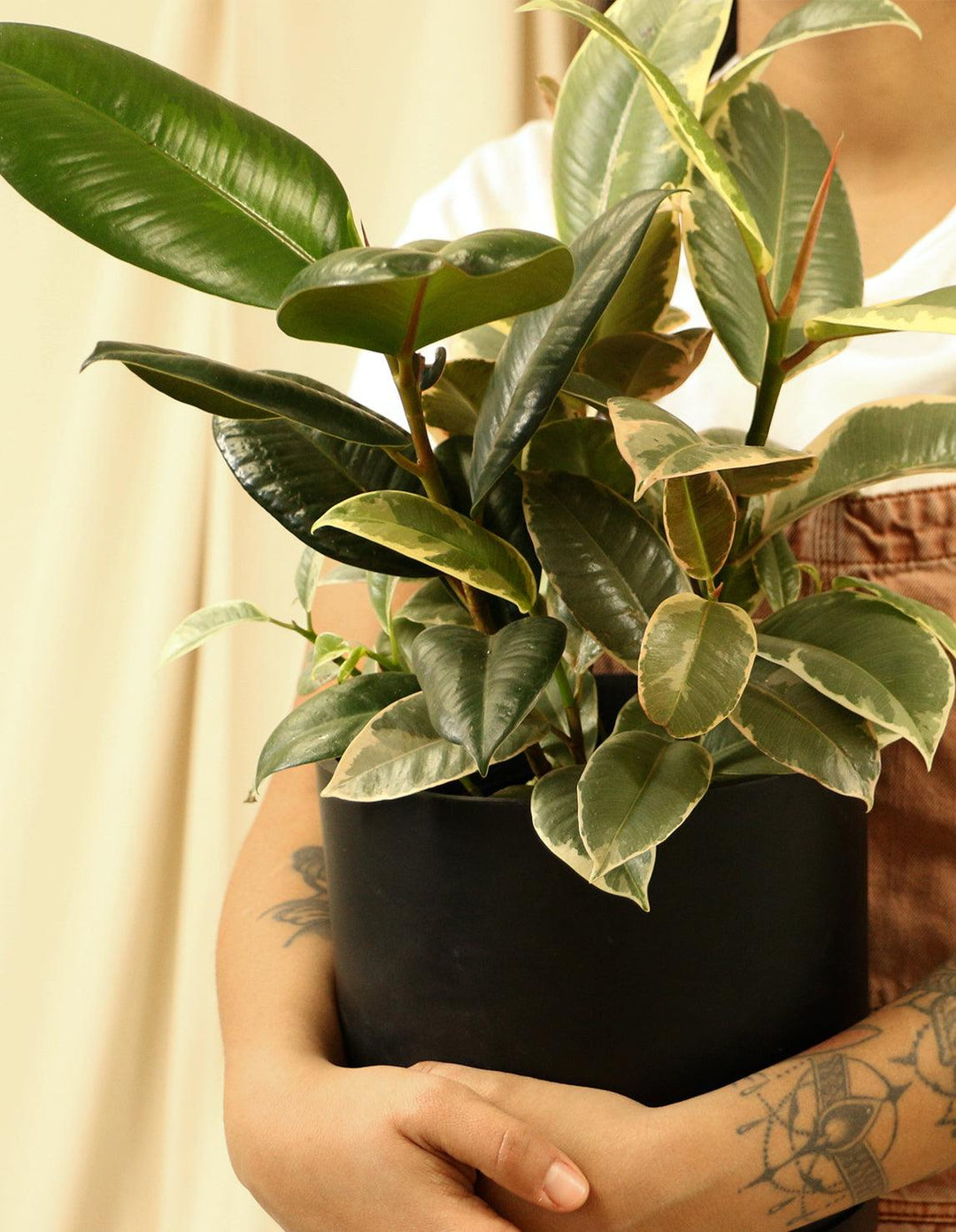 indoor variegated rubber plant Variegated Rubber Fig Plant