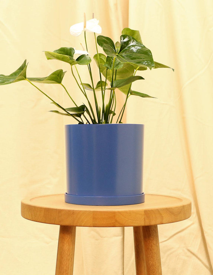 laceleaf indoor plants White Tailflower Laceleaf