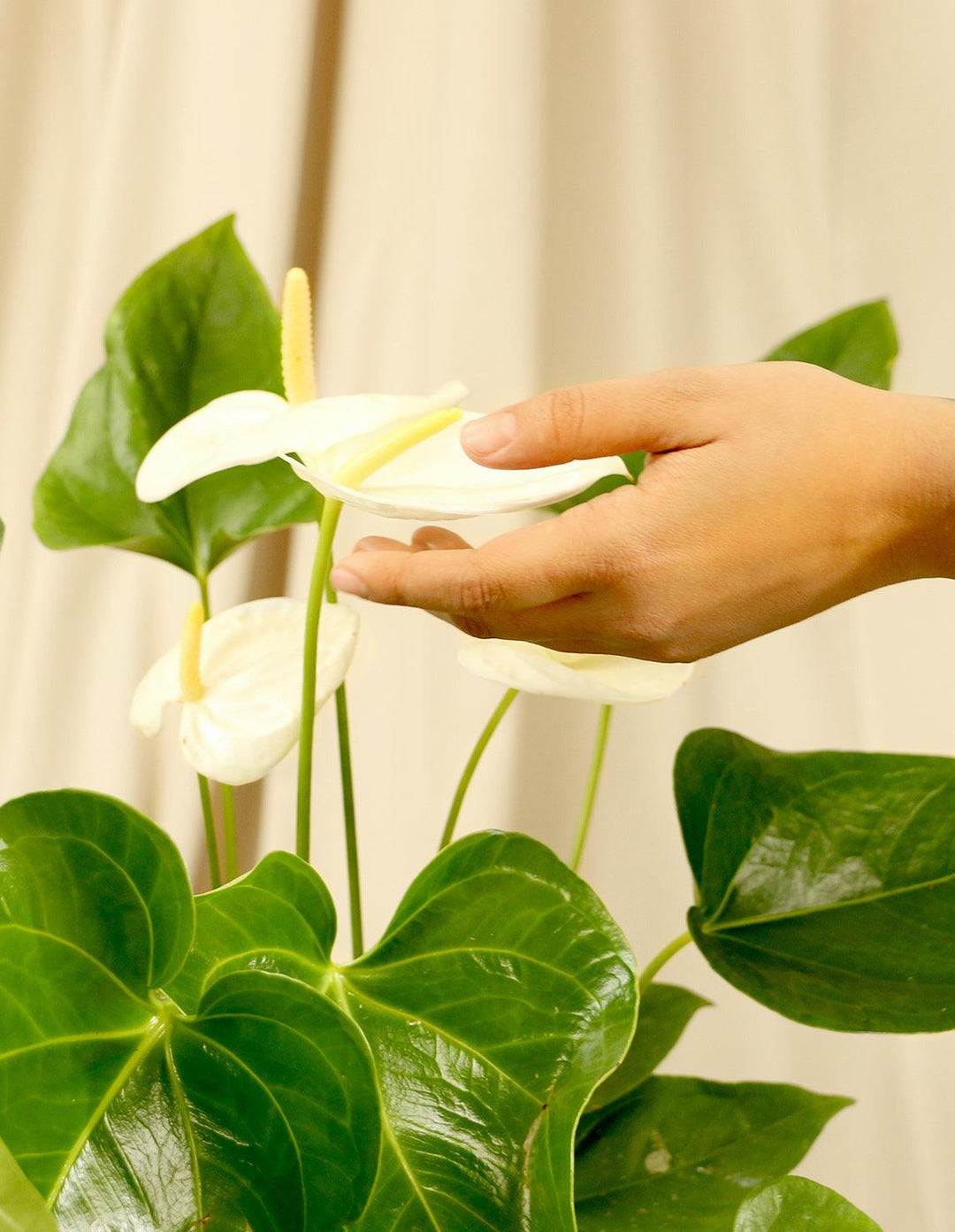 anthurium lanceolatum White Tailflower Laceleaf