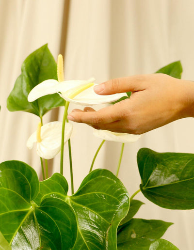 White Tailflower Laceleaf - Anthurium andraeanum - Plantquility Houseplants 