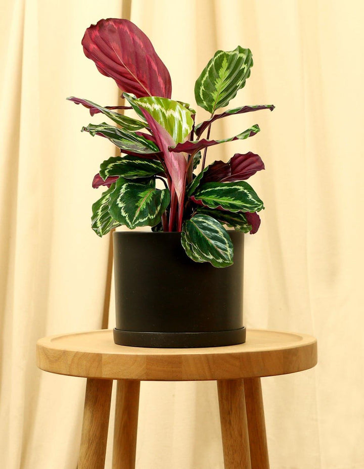 elefantenohr begonie Elefantenohr Alocasia odora main image 1