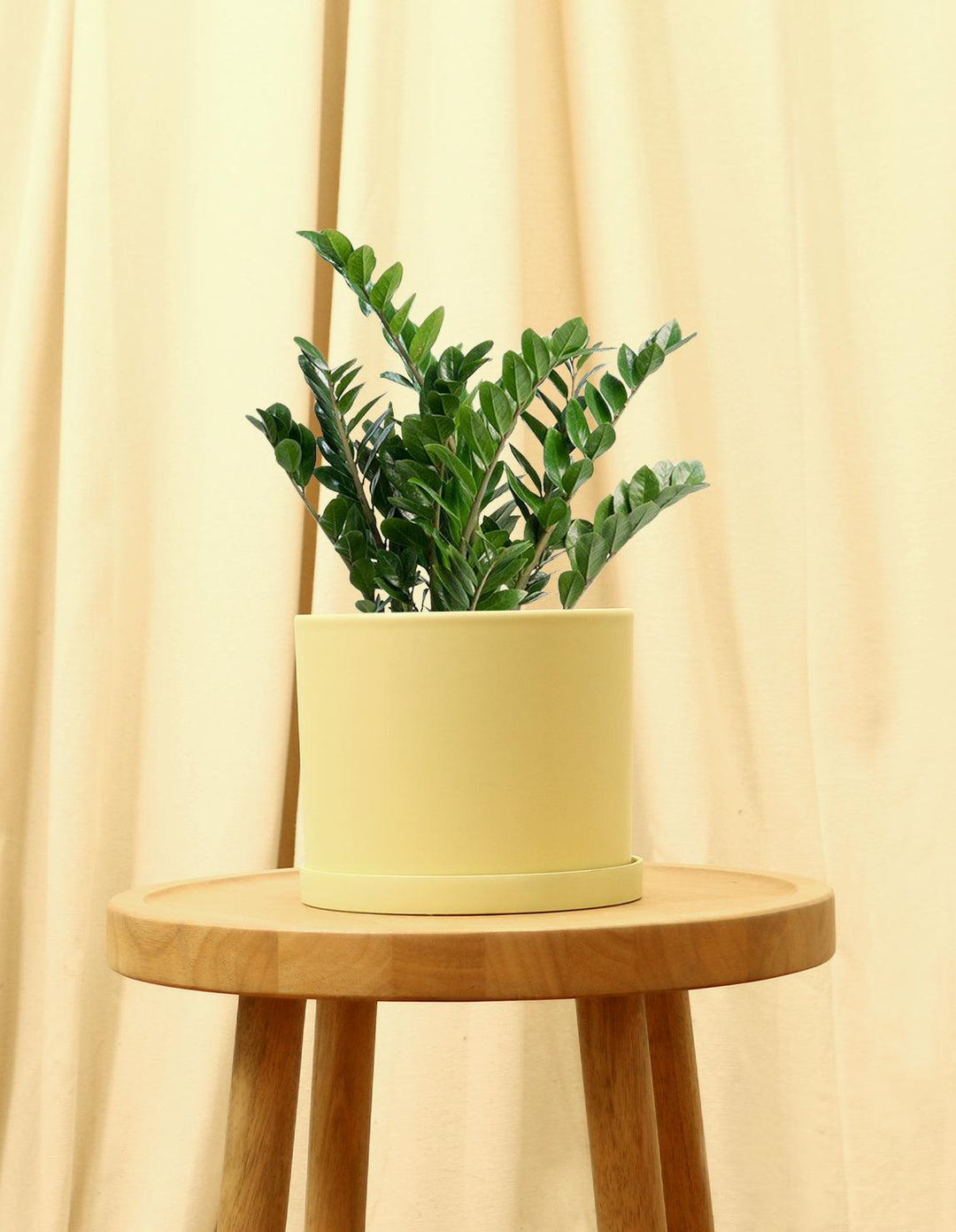 zz-plant-medium-banana_1080x.