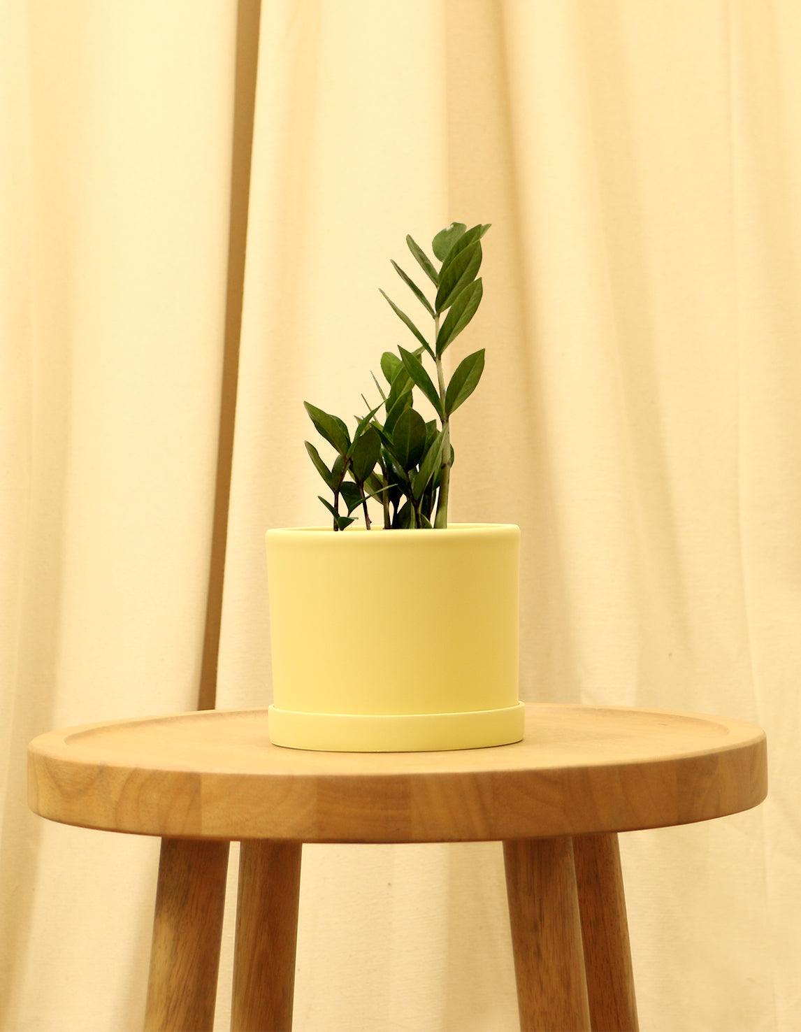 Small Raven Zz Plant in yellow pot.