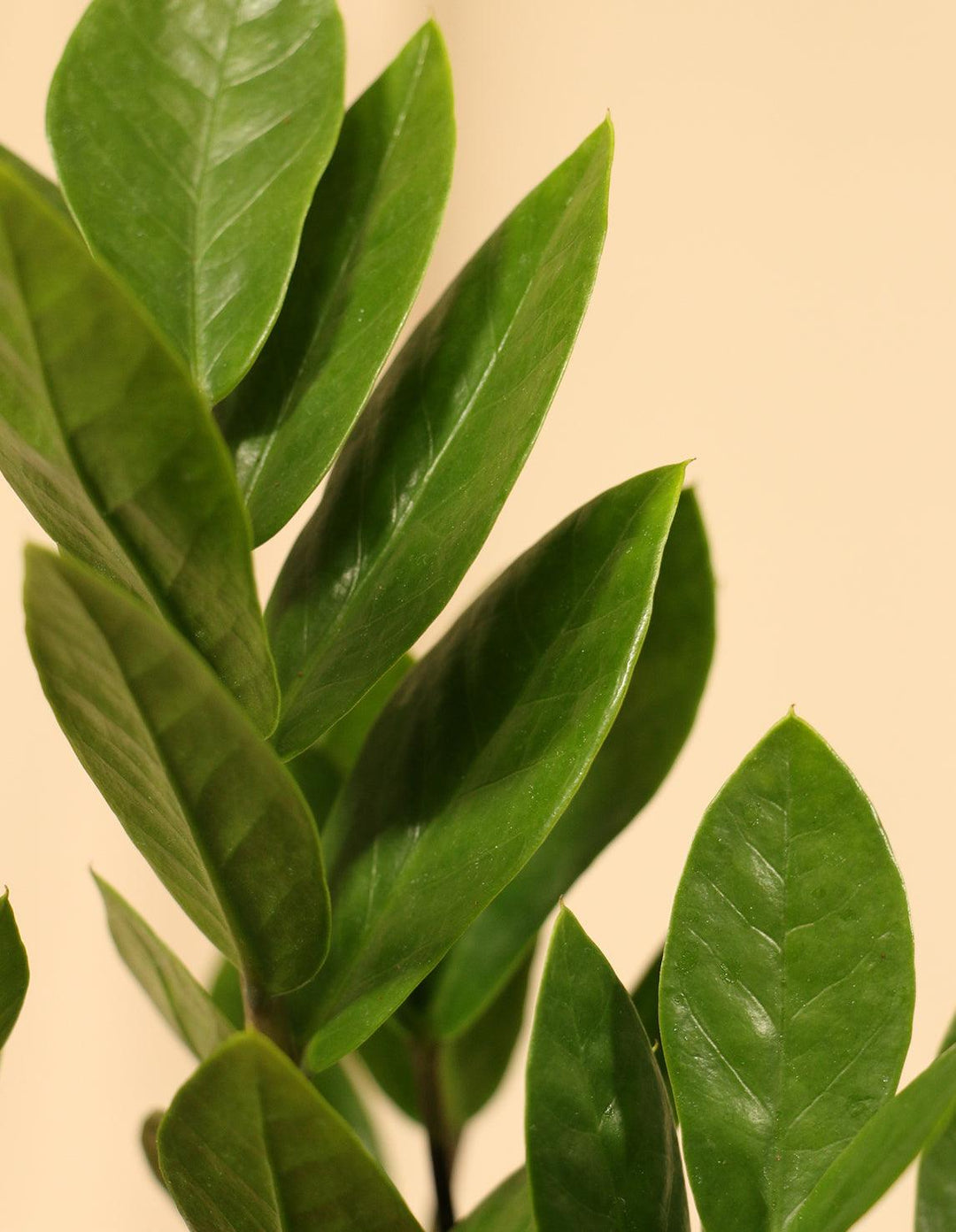 zzplant_1080x.jpg?v=1644457497